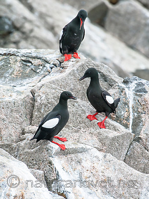 BB 15 0475 / Cepphus grylle / Teist